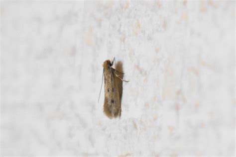 家蛾|部屋の中にいる小さな蛾を調べてみたら害虫のイガでした